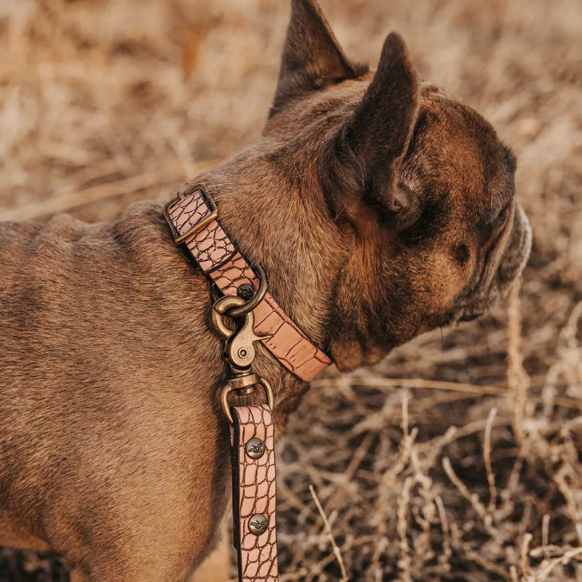 Discount Freebird Stores Dog Collar Pink Croco