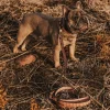 Hot Freebird Stores Dog Leash Pink Croco